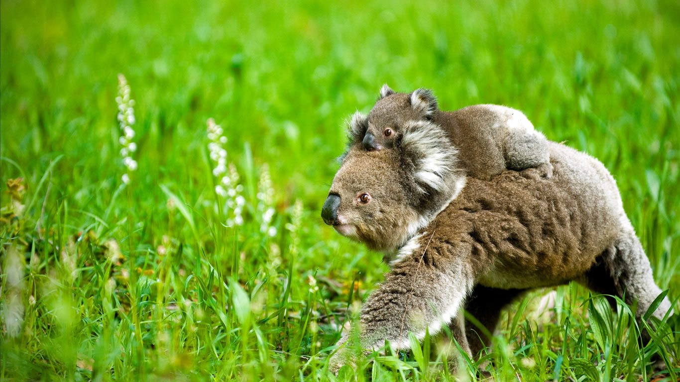 Koala and joey (© Andrew Bertuleit Photography/Corbis)(Bing Australia)