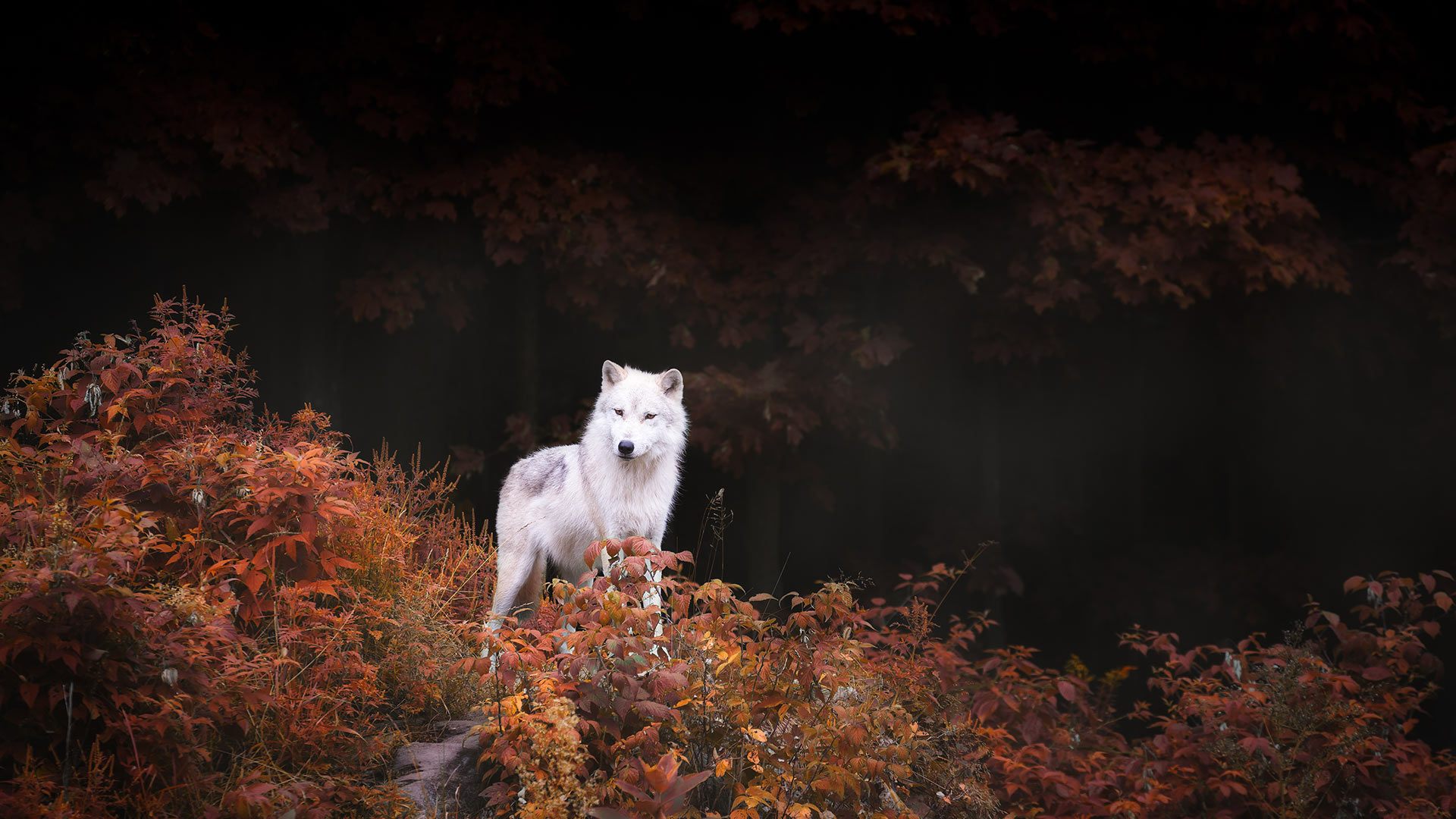 A lone wolf standing tall amid autumn colours near Montebello, Que. (© Thousand Word Images by Dustin Abbott/Getty Images)(Bing Canada)