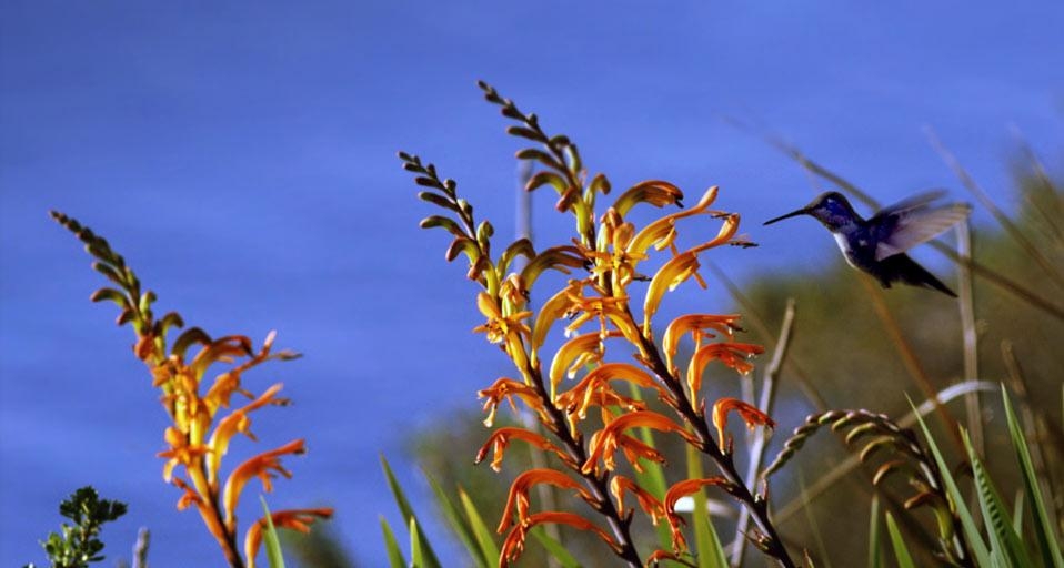 吸食花蜜的蜂鸟 (© Kennan Ward/Footage Search) &copy; (Bing China)