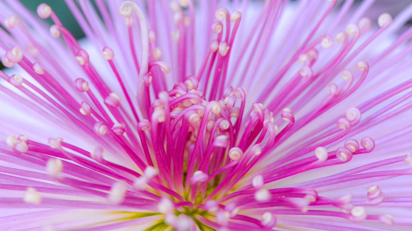 管物菊，日本东京都新宿区 (© I love Photo and Apple./Getty images)(Bing China)