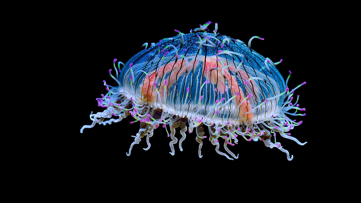 Flower hat jelly (© Frans Lanting/plainpicture)(Bing Canada)