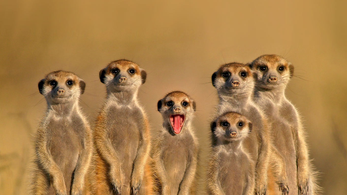 博茨瓦纳的猫鼬 (© Nico Smit/Rex Features)(Bing China)