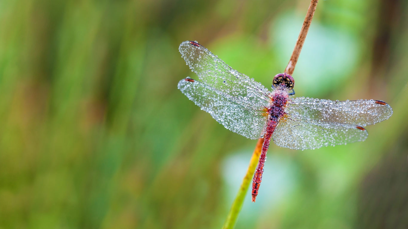 东佛兰德省荒地森林内的一只蜻蜓，比利时 (© Marcel Derweduwen/Shutterstock)(Bing China)