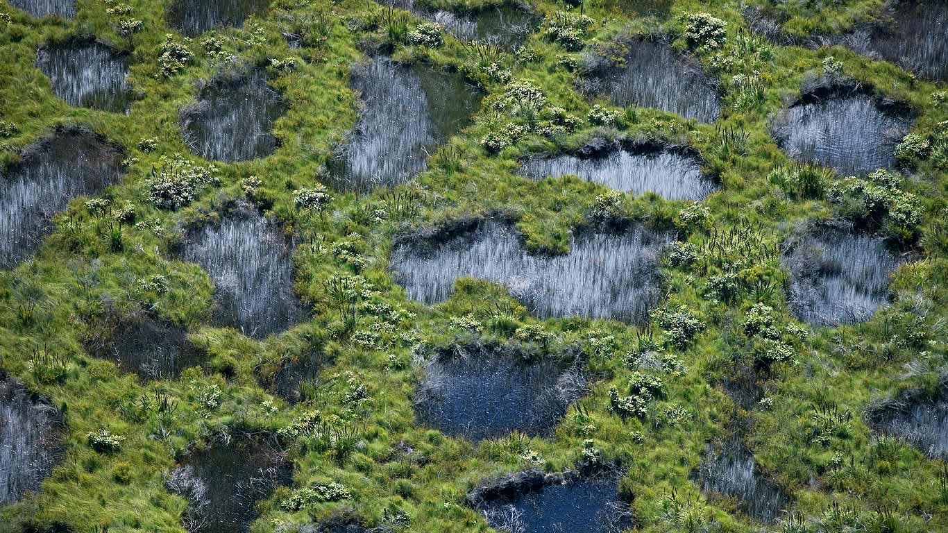 Fen wetland near Moon Point at Fraser Island, Queensland (© Peter Essick/Aurora Photos)(Bing Australia)