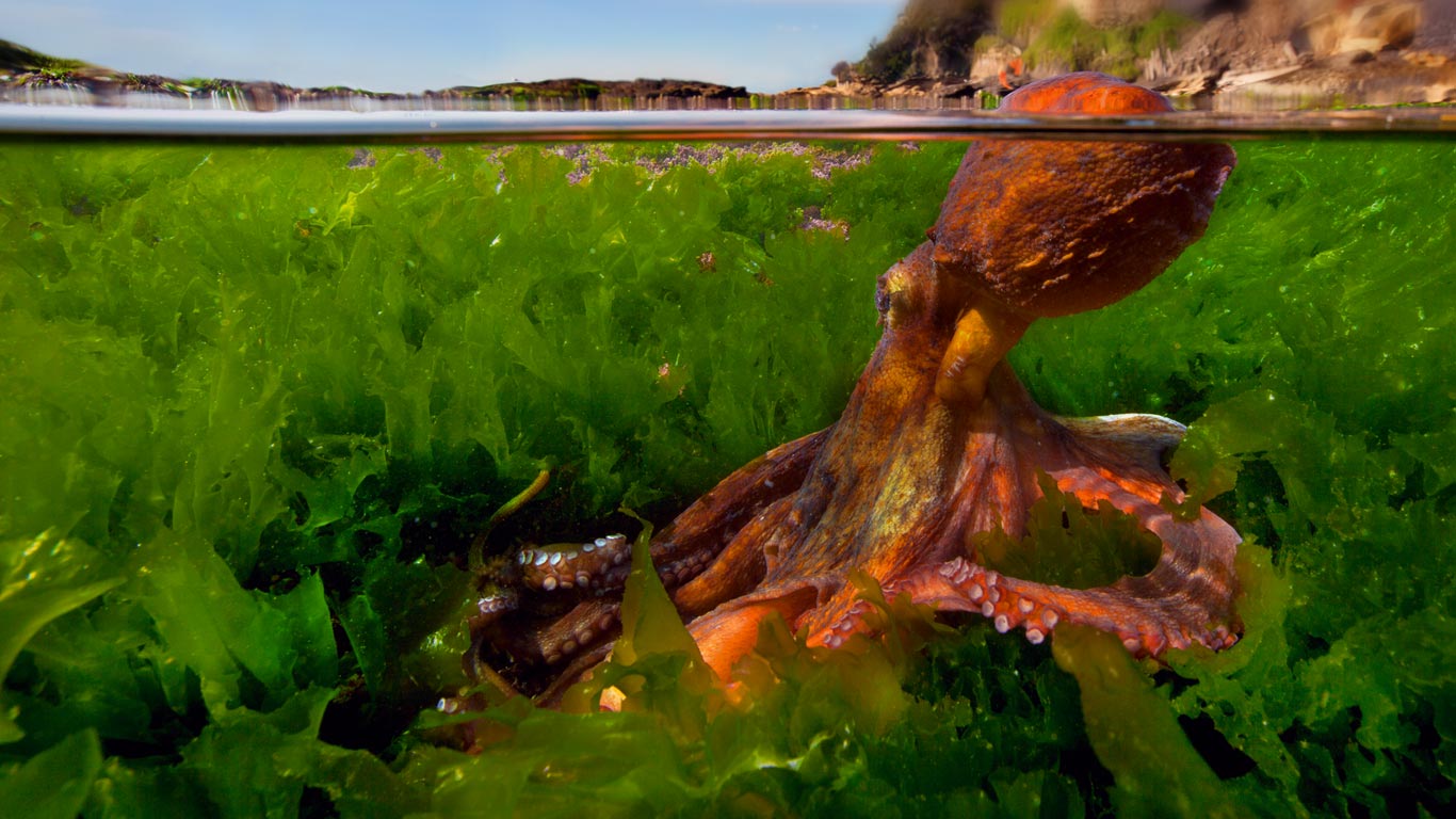 Gewöhnlicher Krake im Mittelmeer (© Pasquale Vassallo/Visuals Unlimited, Inc.)(Bing Deutschland)