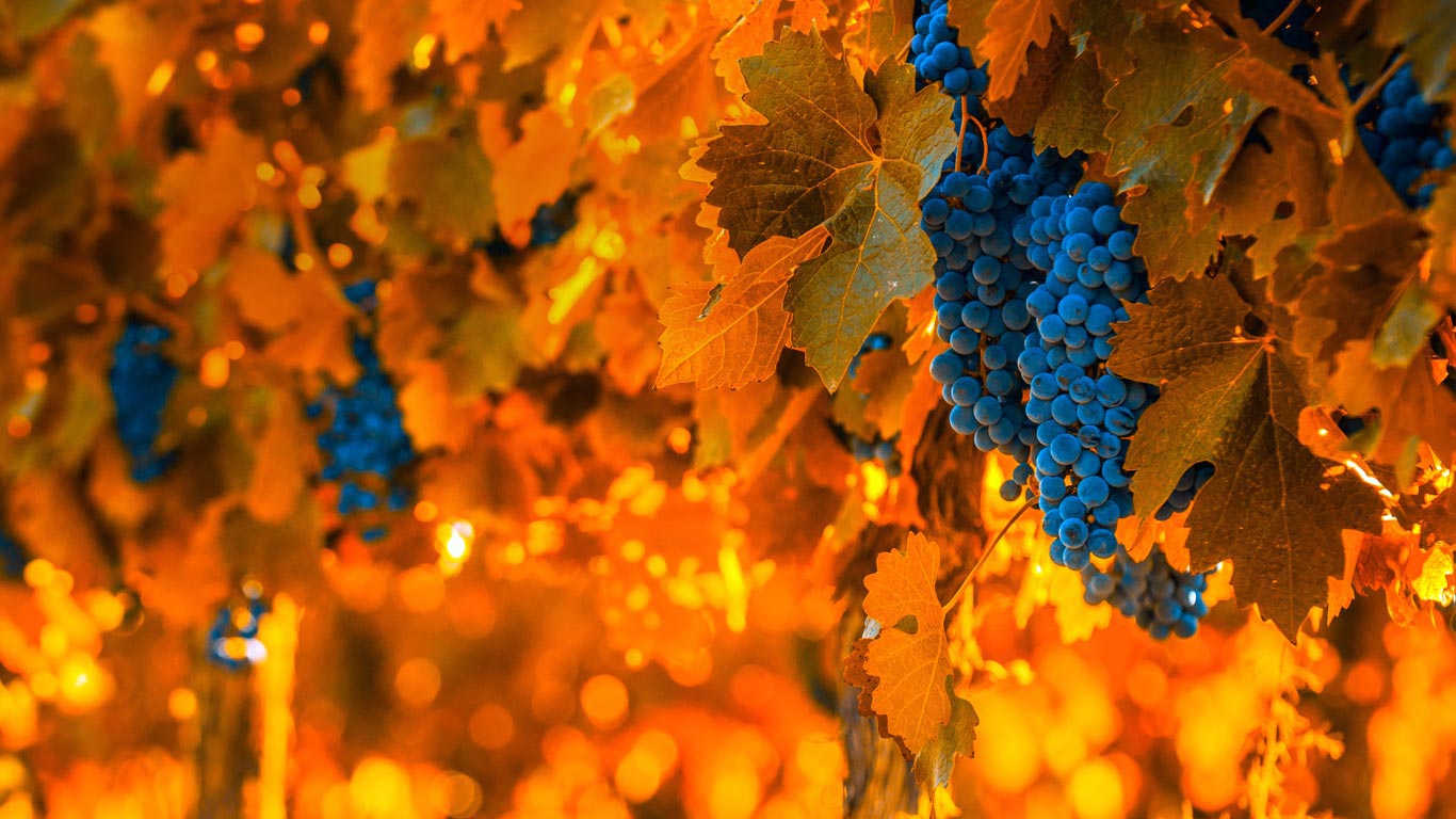 葡萄藤上的葡萄，阿根廷门多萨 (© javarman3/iStock/Getty Images Plus)(Bing China)