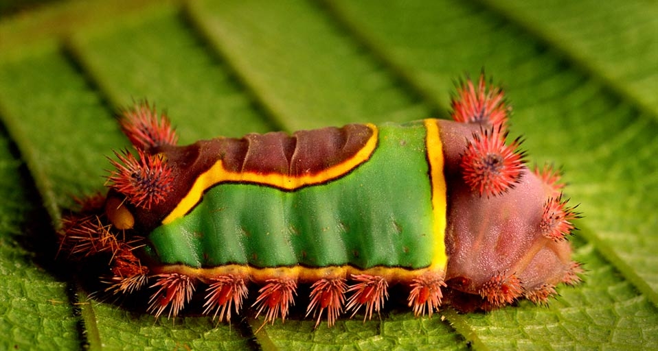马鞍毛毛虫 -- Frans Lanting/Corbis &copy; (Bing China)