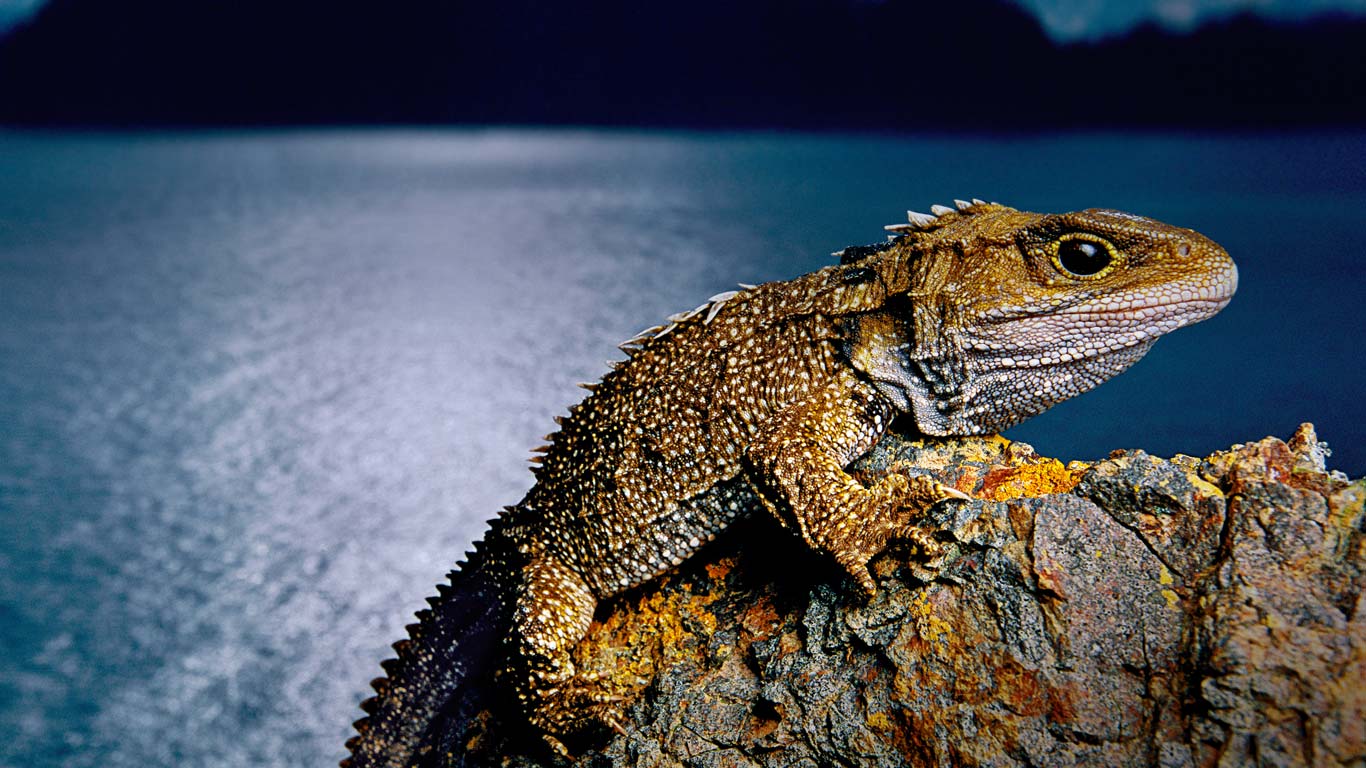 Tuatara on North Brother Island, New Zealand (© Frans Lanting/Corbis)(Bing Canada)