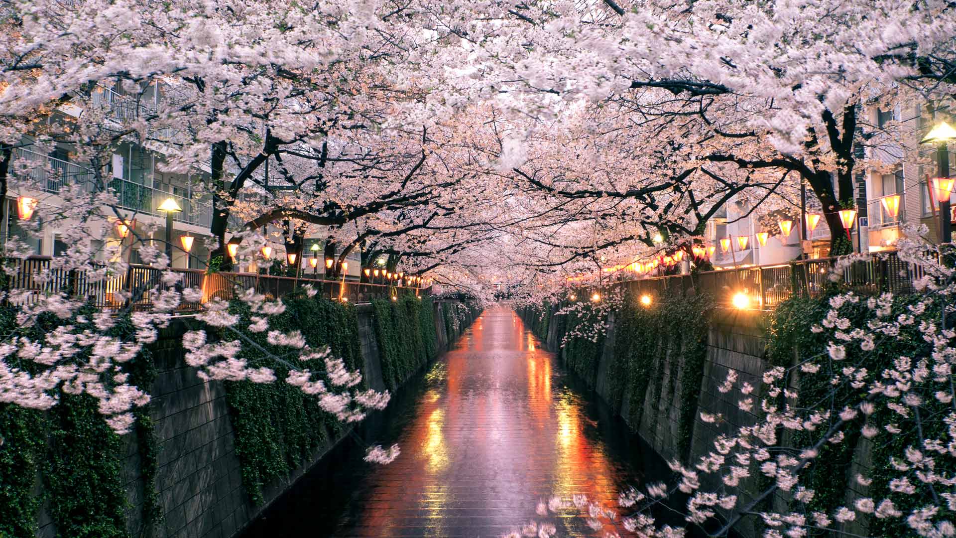 目黑川上盛开的樱花，日本东京 (© taketan/Getty Images)(Bing China)