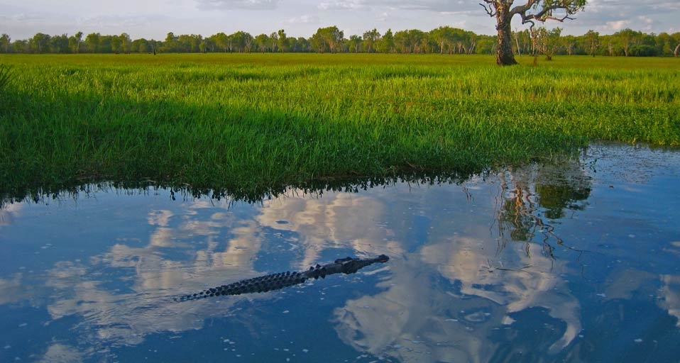 Crocodile, Kakadu National Park -- Vincent Petit &copy; (Bing Australia)