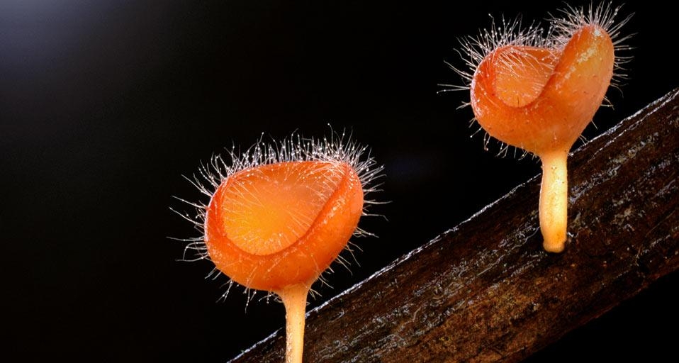 Cookeina Tricholoma de la famille de champignons Pezizaceae,  dans le parc national de Kinabalu à Bornéo, Malaisie (© Frans Lanting/Corbis) &copy; (Bing France)