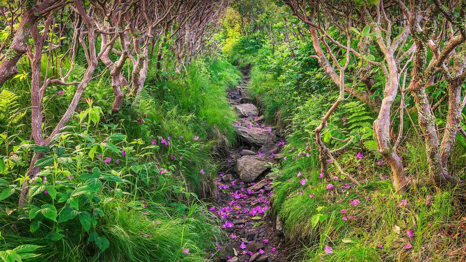 飘落的杜鹃花瓣铺在Grassy Ridge Bald山的小径上，北卡罗莱纳州皮斯加国家森林 (© aheflin/Getty Images Plus)(Bing China)