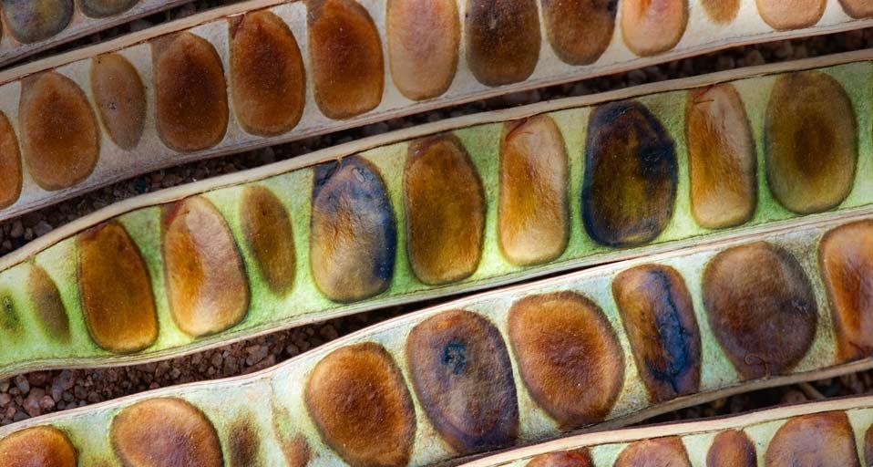 Empty seed pods from a kassod tree in the district of Anantapur, Andhra Pradesh, India (© Tim Gainey/Alamy) &copy; (Bing Canada)