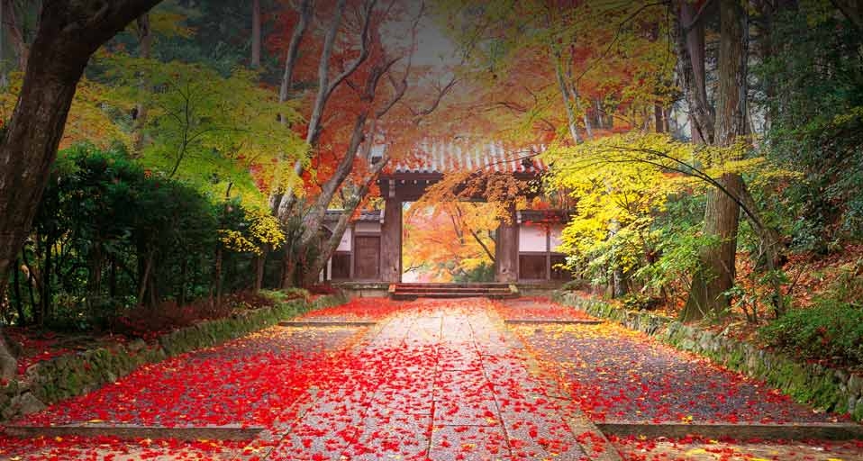 ｢光明寺の紅葉風景｣京都, 長岡京市, 光明寺 -- Yamanashi Shashin Jimusho/Aflo &copy; (Bing Japan)
