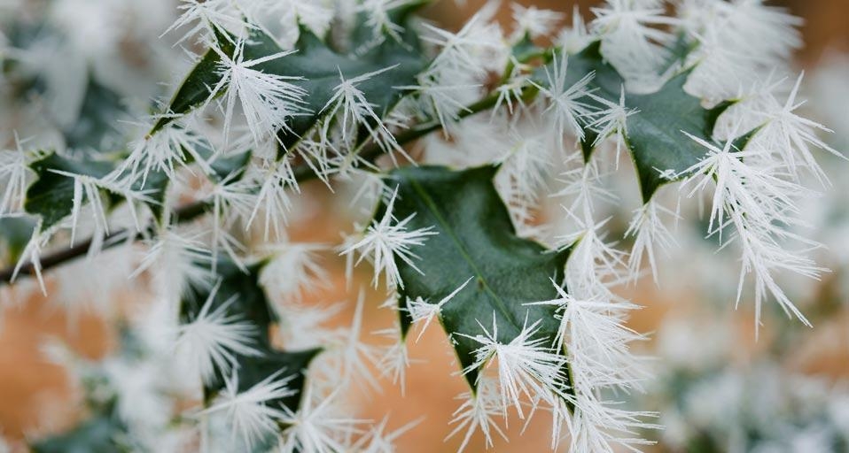 Ice crystals on holly leaves in a woodland in Ambleside, Cumbria, England (© Ashley Cooper/Aurora Photos) &copy; (Bing United States)
