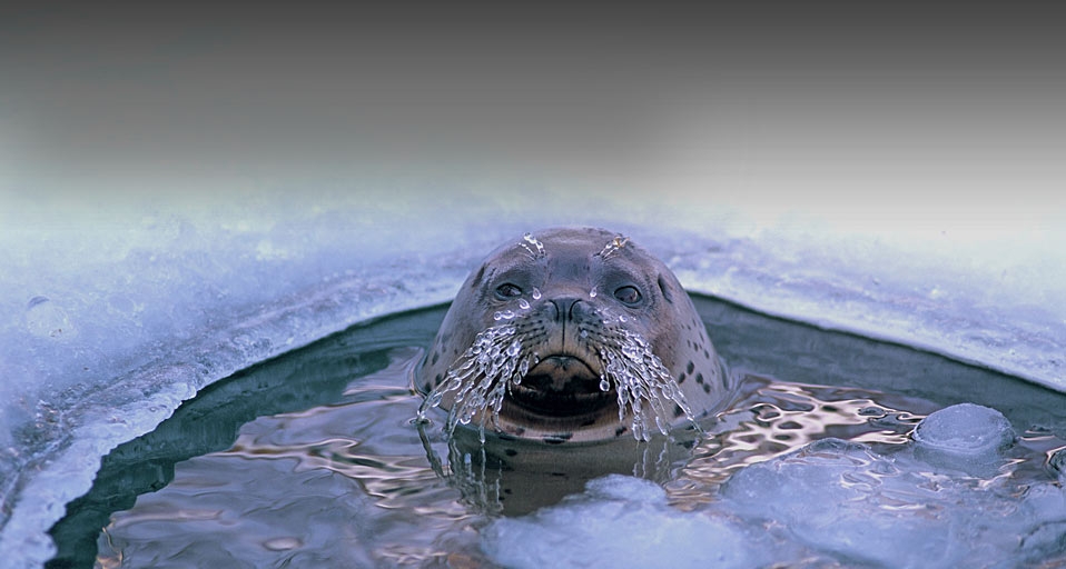 ｢オホーツク海のゴマフアザラシ｣北海道, オホーツク海 -- Tsuneo Nakamura/Photolibrary &copy; (Bing Japan)
