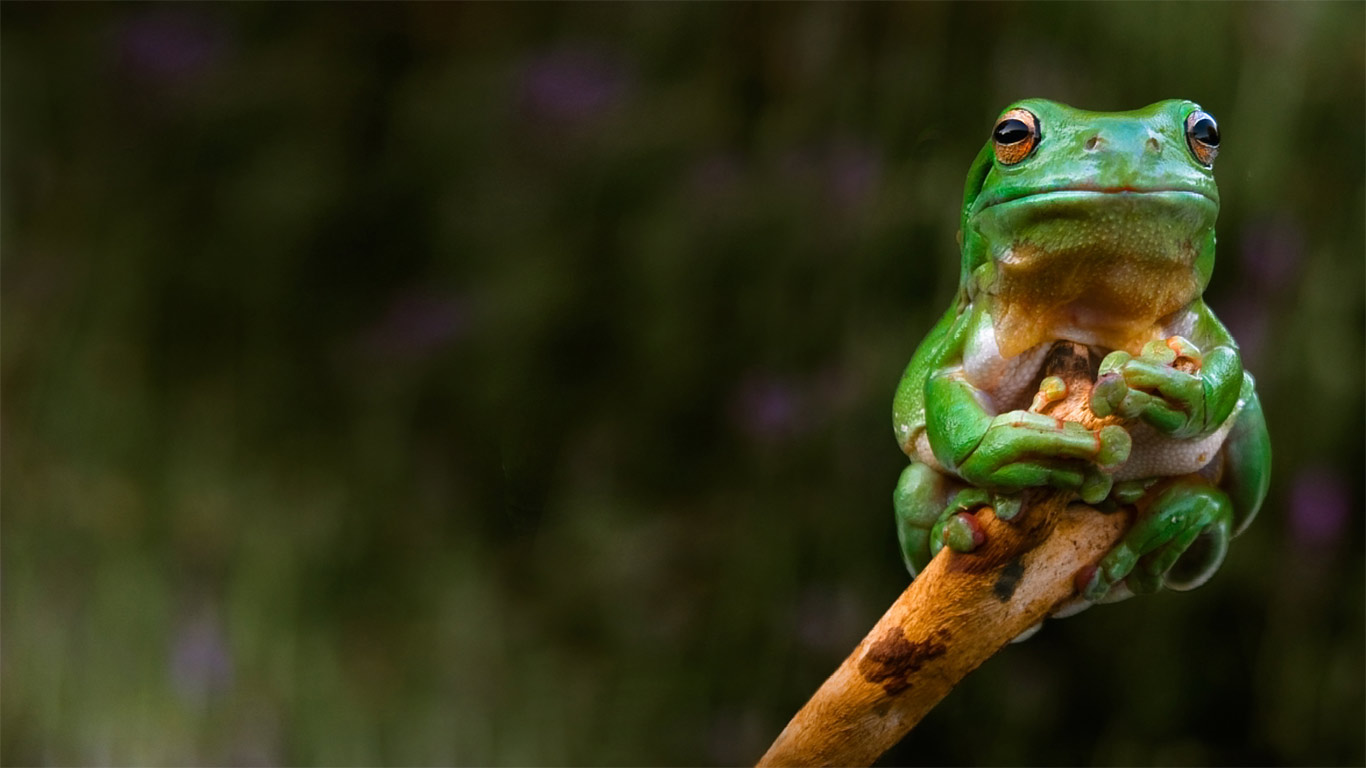 Ein Frosch klammert sich an eine Astspitze, Adelaide, Australien (© Rob Sturman/Corbis)(Bing Deutschland)