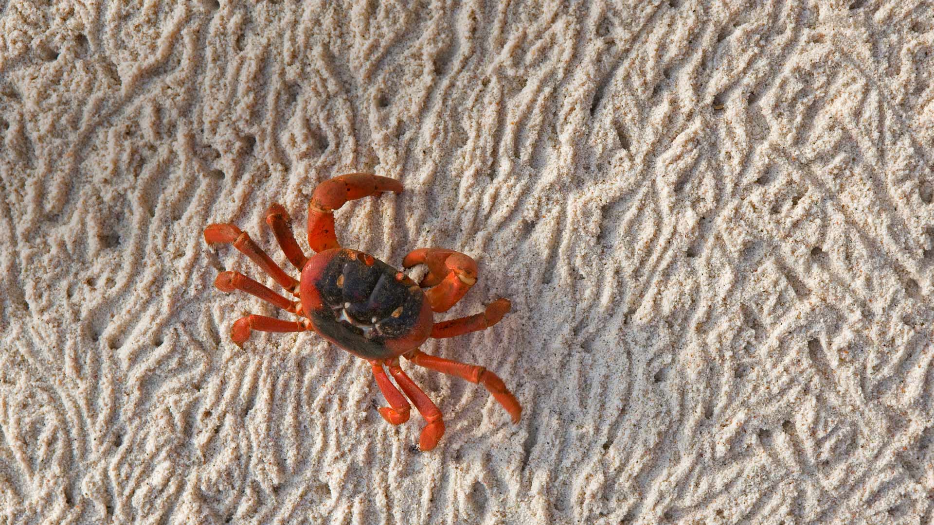 ｢クリスマスアカガニ｣オーストラリア, クリスマス島 (© Ingo Arndt/Minden Pictures)(Bing Japan)