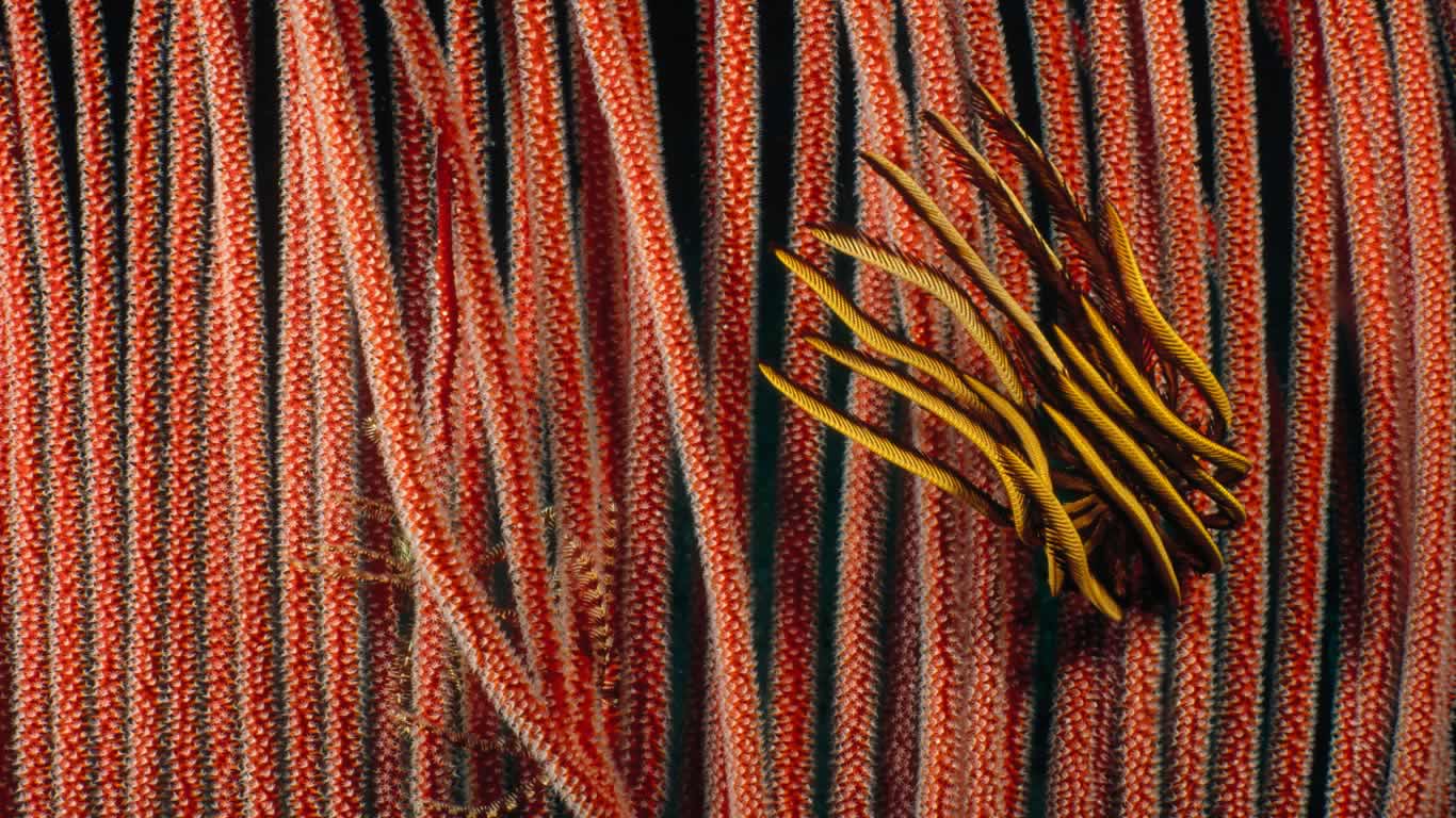 Feather star clinging to harp gorgonian in the Great Barrier Reef, Queensland (© Fred Bavendam/Minden Pictures/plainpicture)(Bing Australia)
