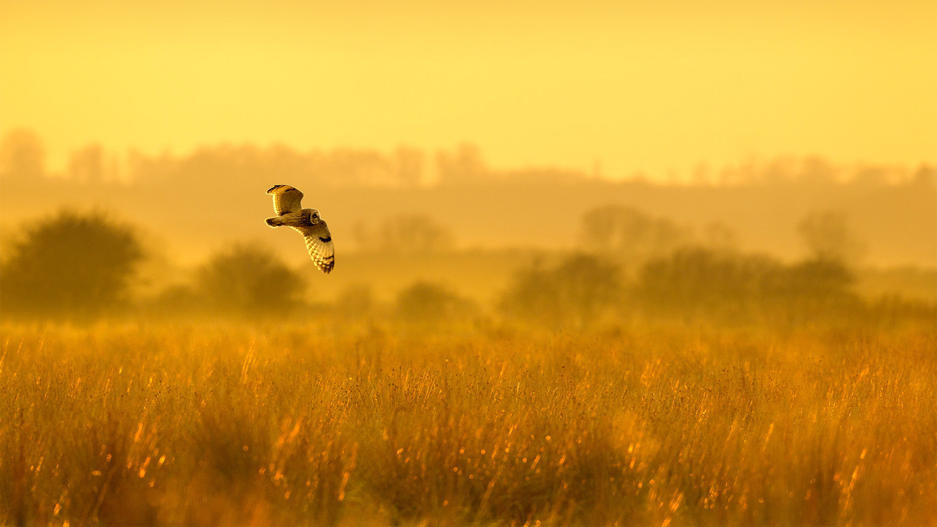 正在狩猎的短耳鸮，英格兰林肯郡 (© Ben Hall/Minden Pictures)(Bing China)