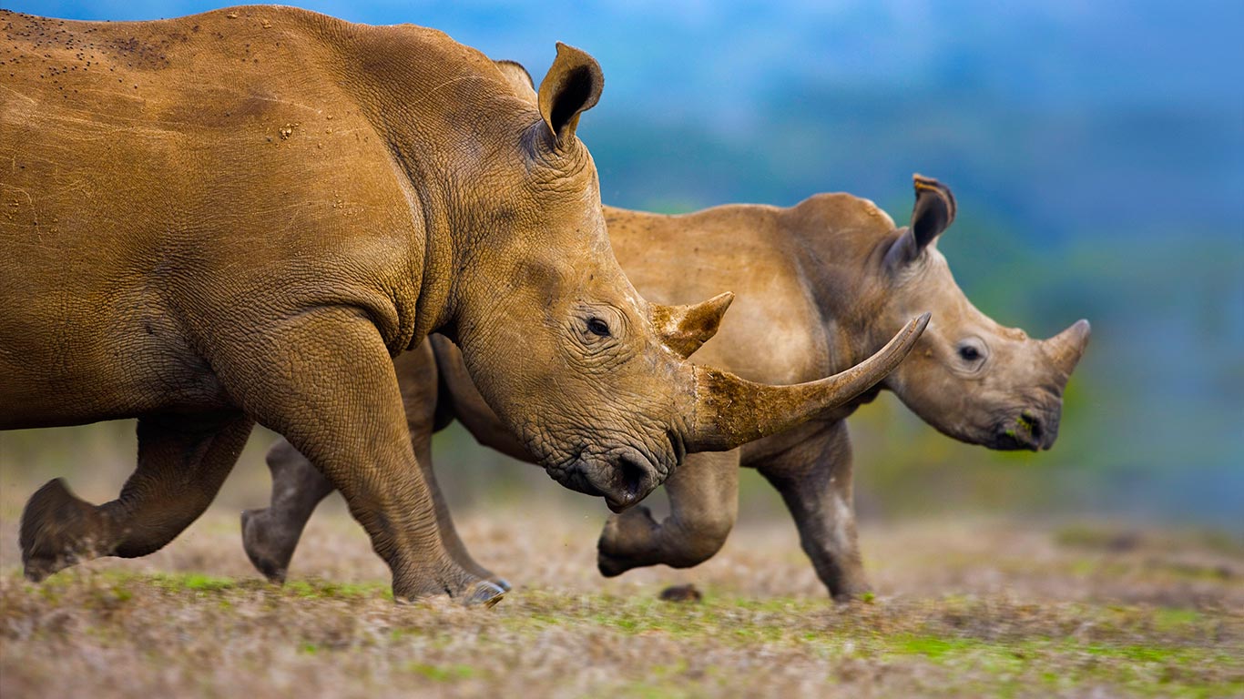 南方白犀牛，妈妈与孩子 (© Theo Allofs/Masterfile)(Bing China)