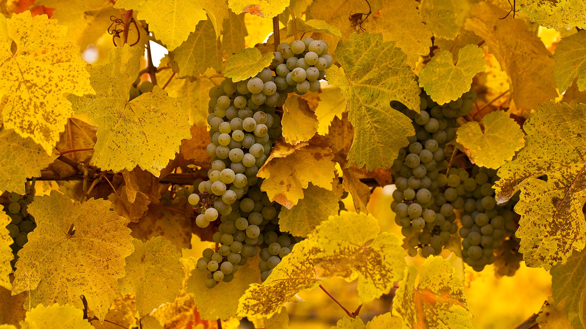 Gewurztraminer grapes on vine at autumn harvest in Okanagan Valley, B.C. (© Henry Georgi/Age Fotostock)(Bing Canada)
