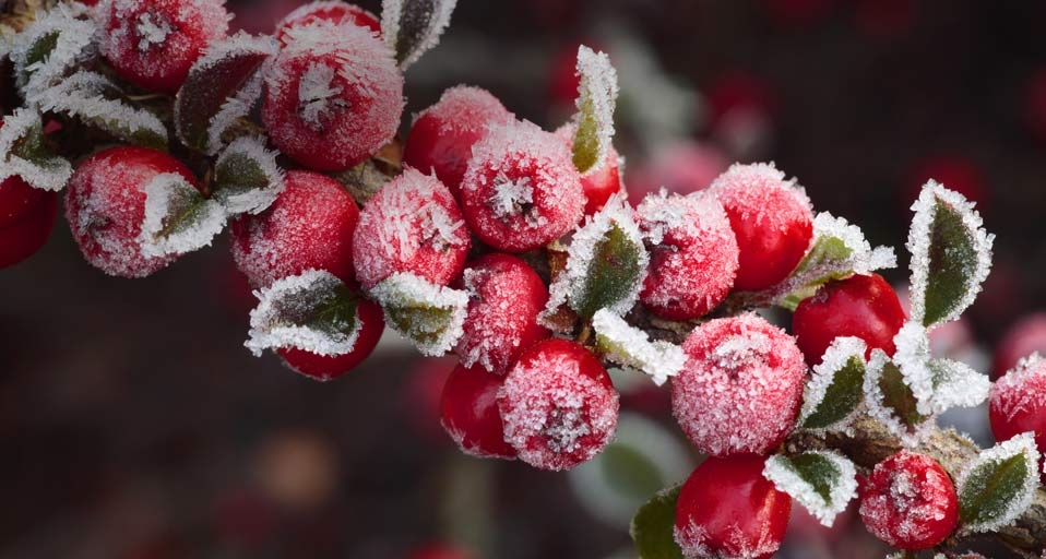 结霜的栒子 -- Richard Becker/FLPA/Photolibrary &copy; (Bing China)