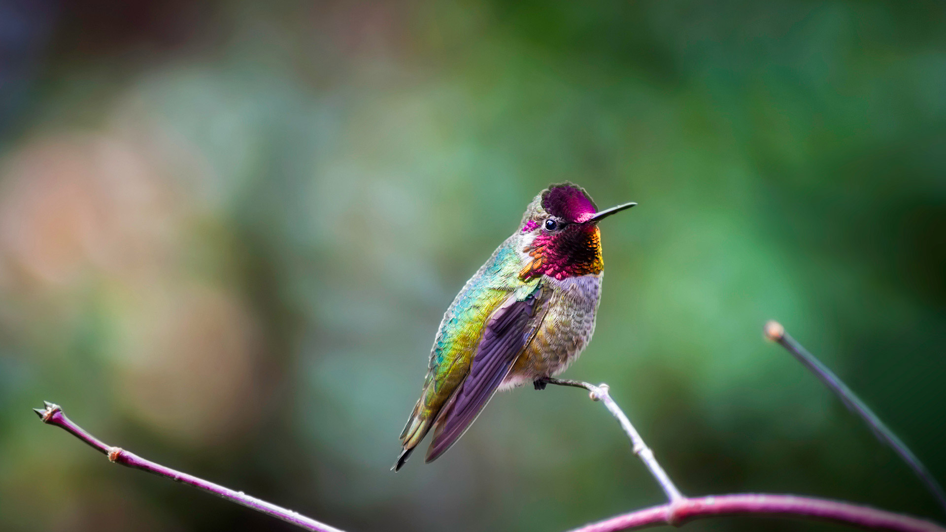 静立枝头的朱红蜂鸟 (© Dee/Getty Images)(Bing China)