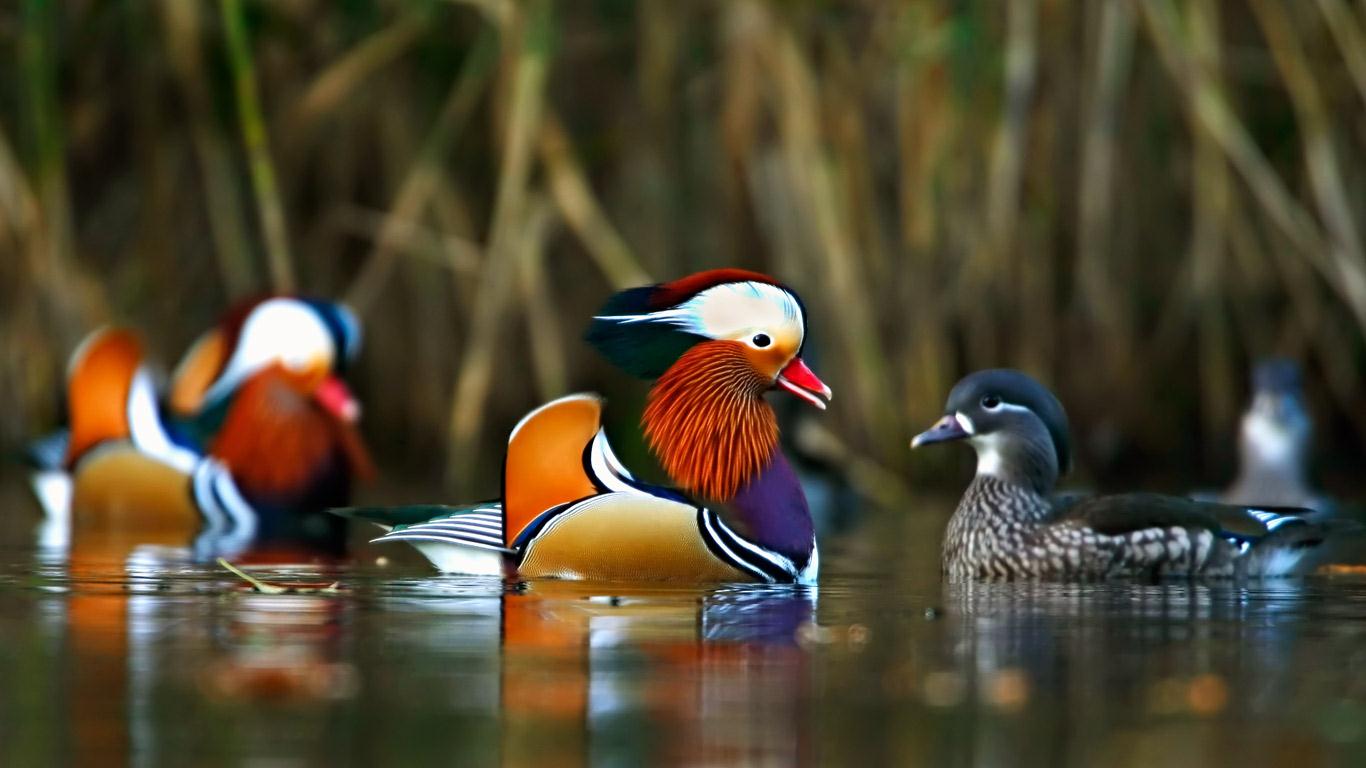 ｢オシドリ｣イギリス, グロスタシャー州 (© David J Slater/Getty Images)(Bing Japan)