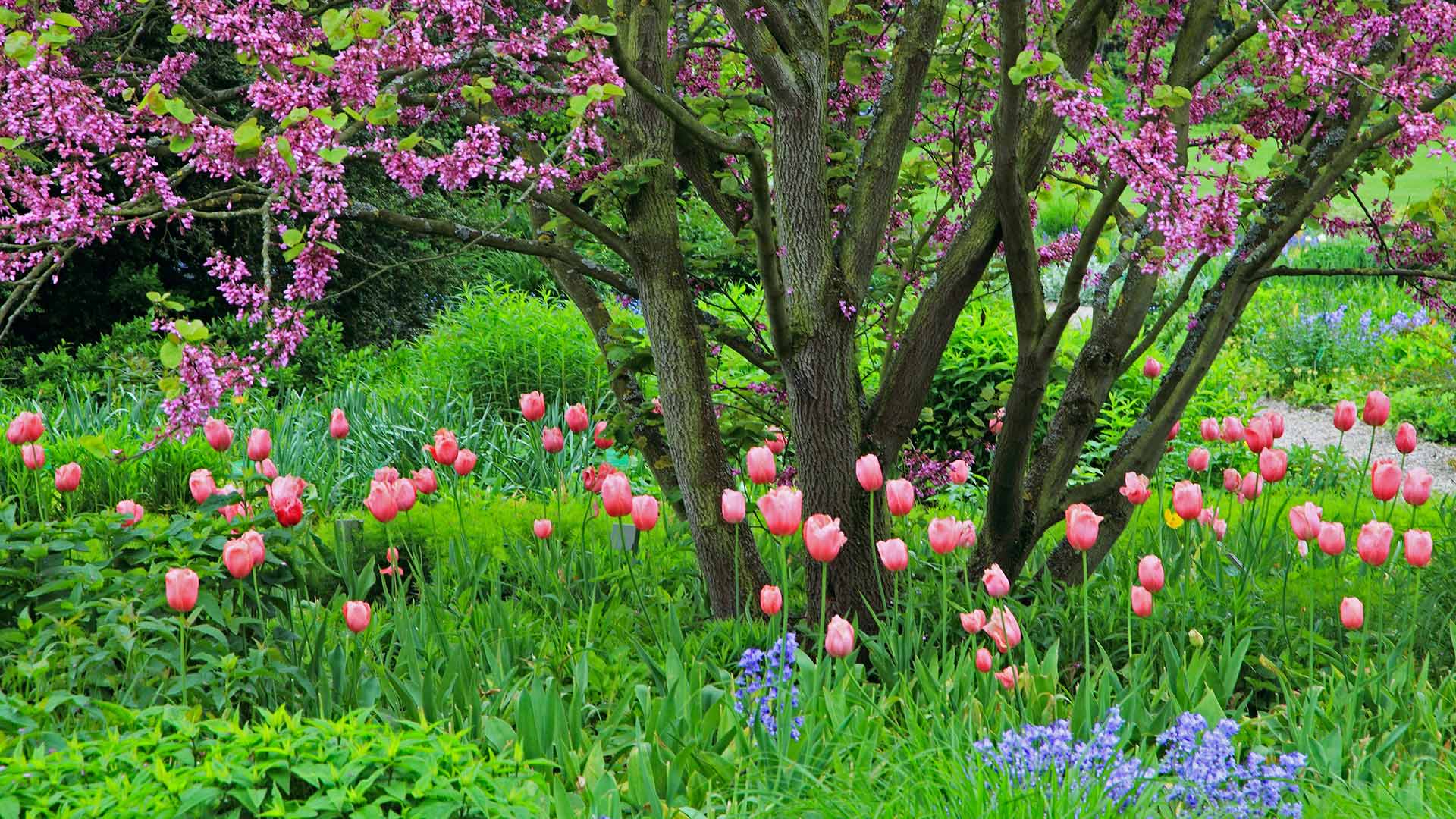Judasbaum mit Tulpen und Atlantischen Hasenglöckchen, Deutschland (© blickwinkel/Alamy Stock Photo)(Bing Deutschland)