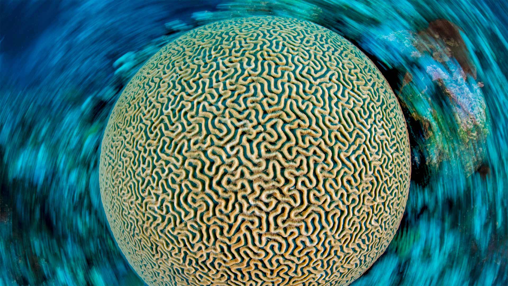 加勒比海的片脑纹珊瑚，开曼群岛 (© Alex Mustard/Minden Pictures)(Bing China)