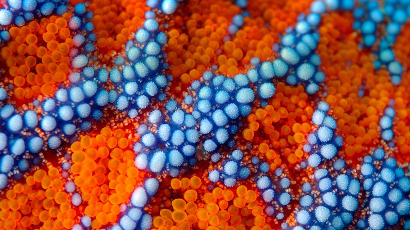Detail of spines on the exterior of a sea star (Evaserias retifera) near Primorsky Krai, Russia (© SuperStock)(Bing Canada)