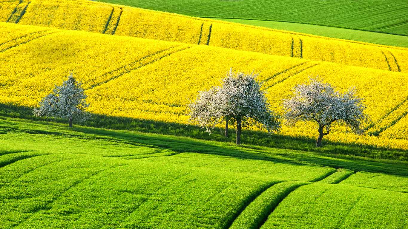 Green and yellow canola fields in spring (© Boris Stroujko/Shutterstock)(Bing Canada)