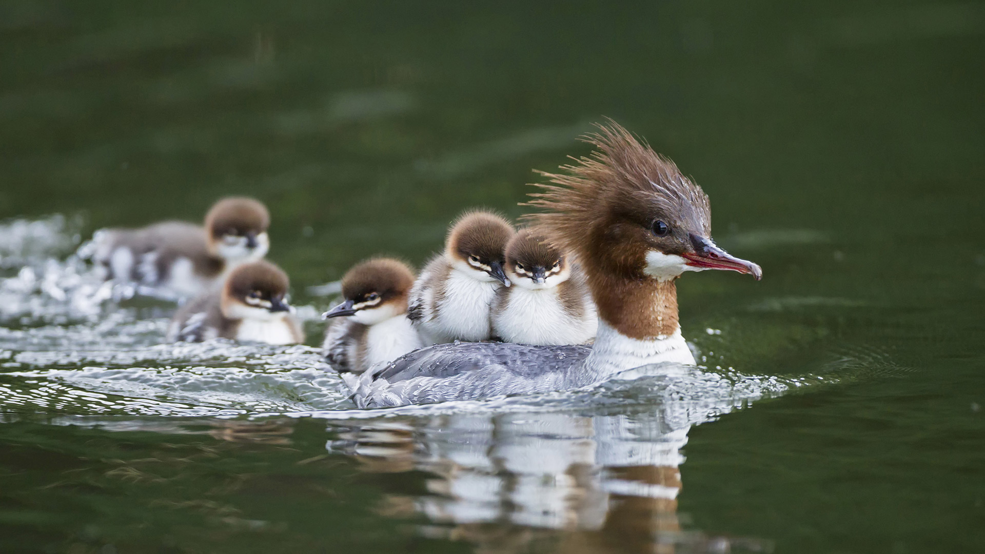 Goosander with chicks on her back, Bavaria, Germany (© Westend61/Getty Images)(Bing New Zealand)