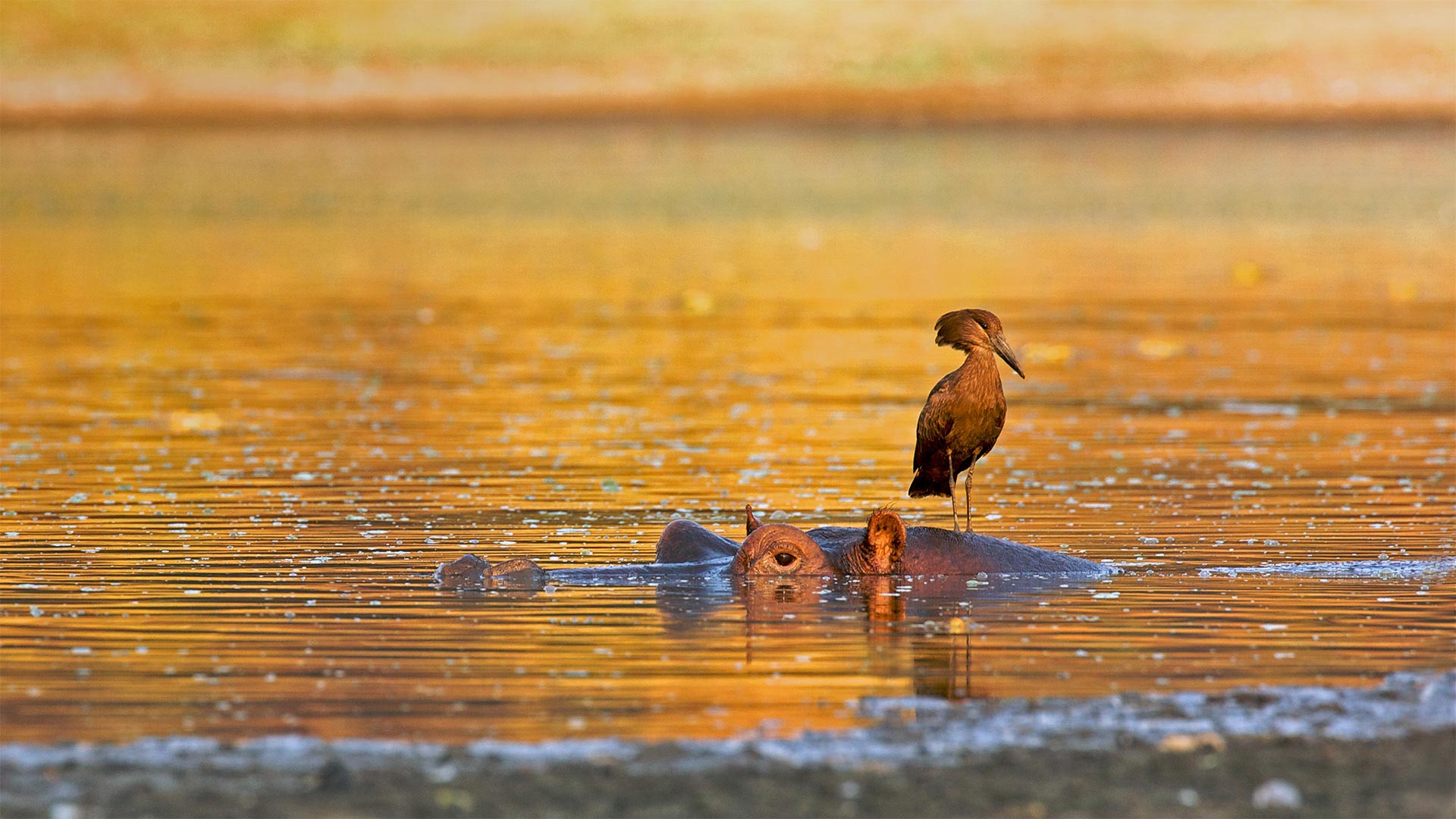 站在河马身上的锤头鹳，津巴布韦马纳潭国家公园 (© David Fettes/Getty Images)(Bing China)