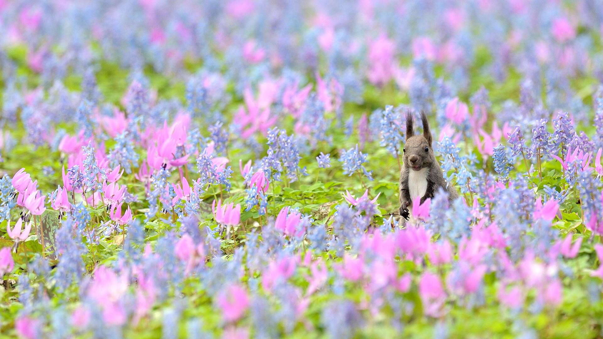 エゾリスとカタクリ、エゾエンゴサクの花, 北海道 浦臼神社 (© Akira Sato/500px/Getty Images)(Bing Japan)