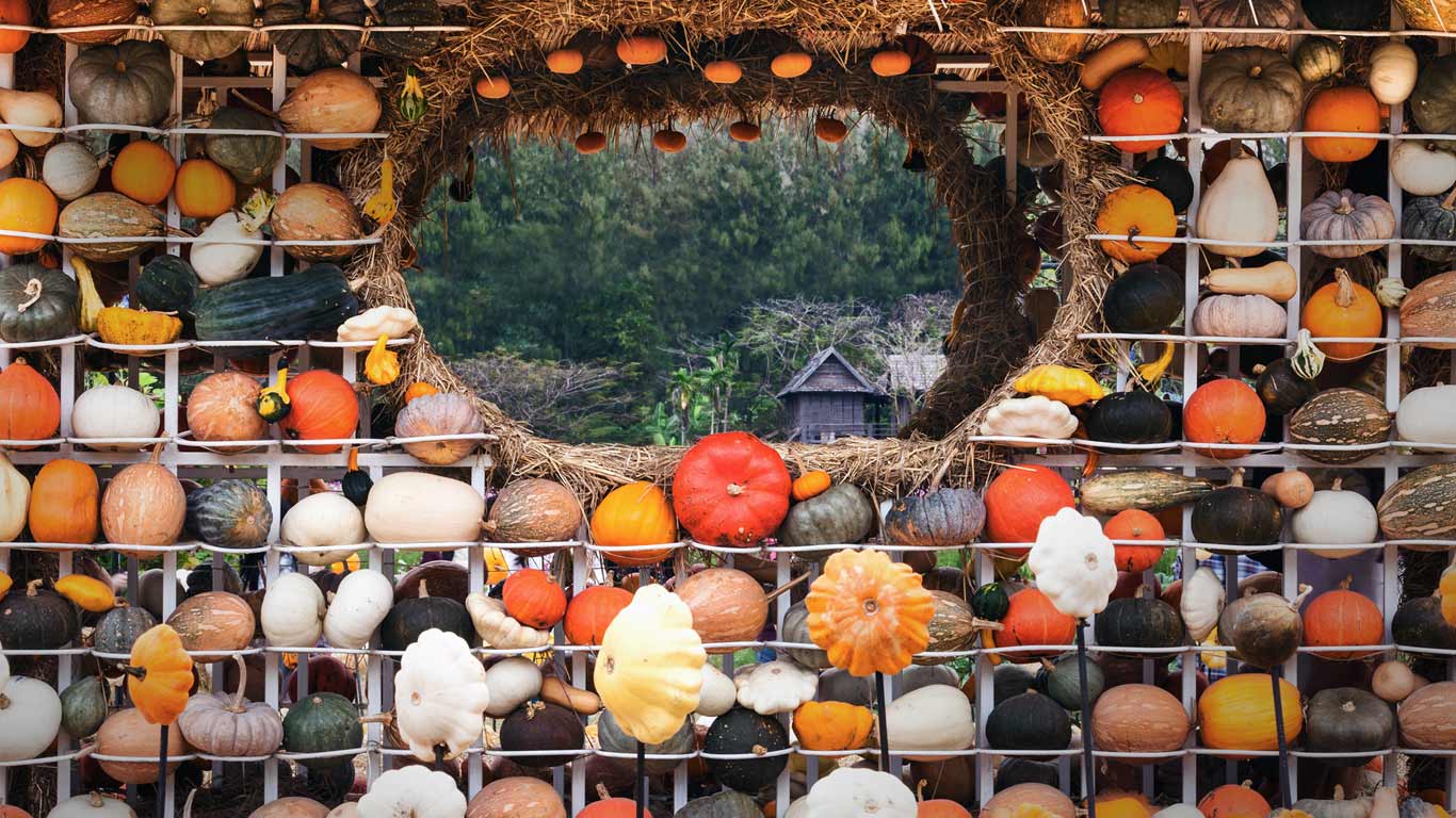 Colorful display of gourds, squash, and pumpkins in Nakhon Ratchasima, Thailand (© Shutterstock)(Bing New Zealand)