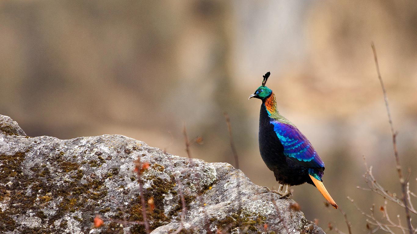 萨加玛塔国家公园里的一只雄性棕尾虹雉，尼泊尔 (© Patricio Robles Gil/Minden Pictures)(Bing China)