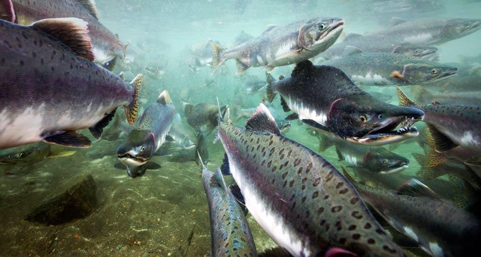 Underwater view of spawning salmon in Katmai National Park, Alaska, U.S.A. (© Paul Souders/Corbis) &copy; (Bing Canada)