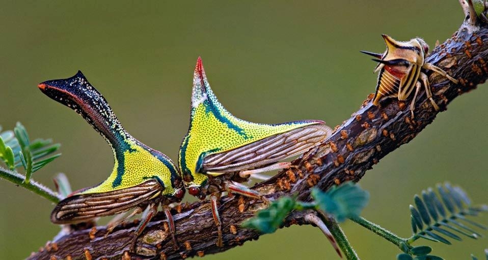 Composite of a juvenile thorn bug on the right, and female and male thorn bugs head-to-head on a sweet acacia branch (© Christina L. Evans-Rainbow/Corbis) &copy; (Bing United States)