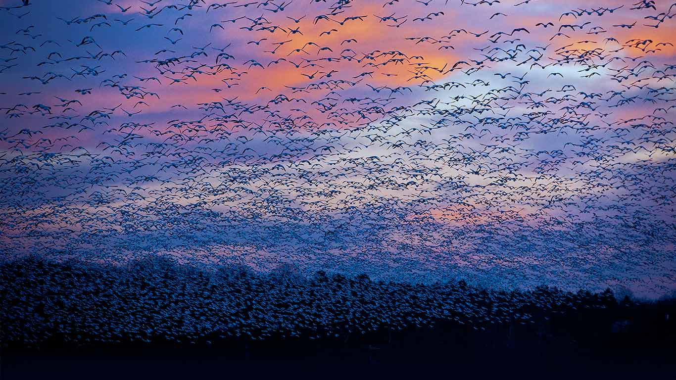 加拿大魁北克，圣弗朗索瓦河，雪雁迁徙 (© David Doubilet/GettyImages)(Bing China)