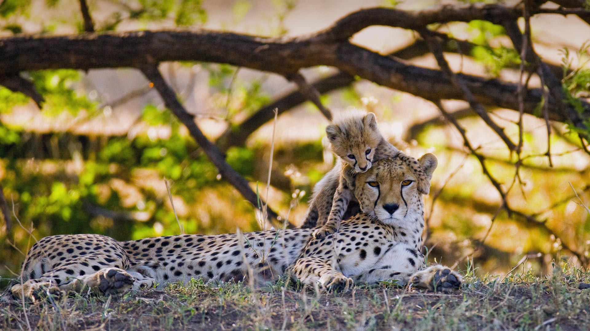 马赛马拉国家保护区中的猎豹母子，肯尼亚 (© gudkovandrey/Adobe Stock)(Bing China)
