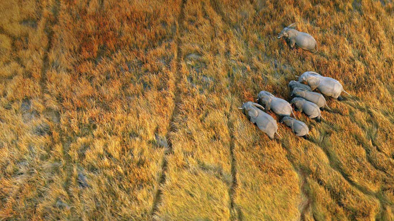 博茨瓦纳，奥卡万戈三角洲的大象 (© Michael Poliza/Getty Images)(Bing China)