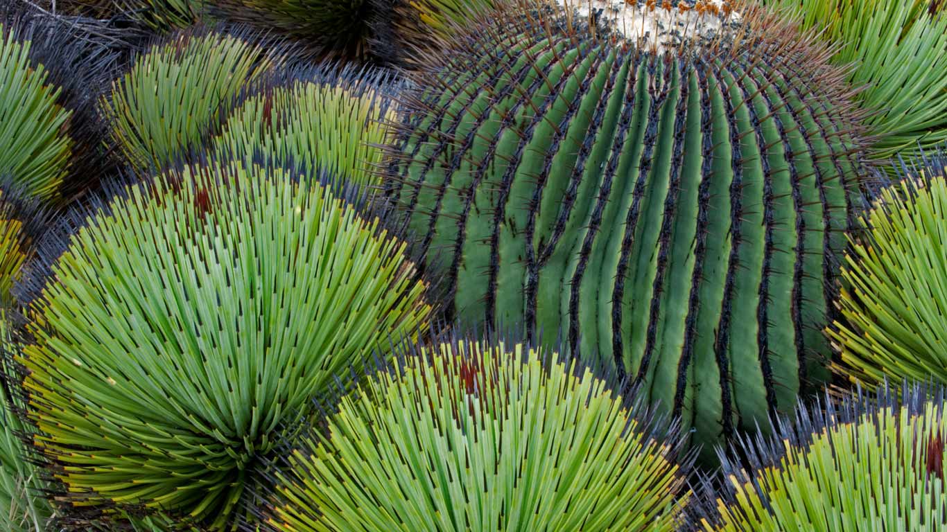 A giant barrel cactus and yucca plants in the Chihuahuan Desert, Mexico (© Patricio Robles Gil/Minden Pictures)(Bing Canada)