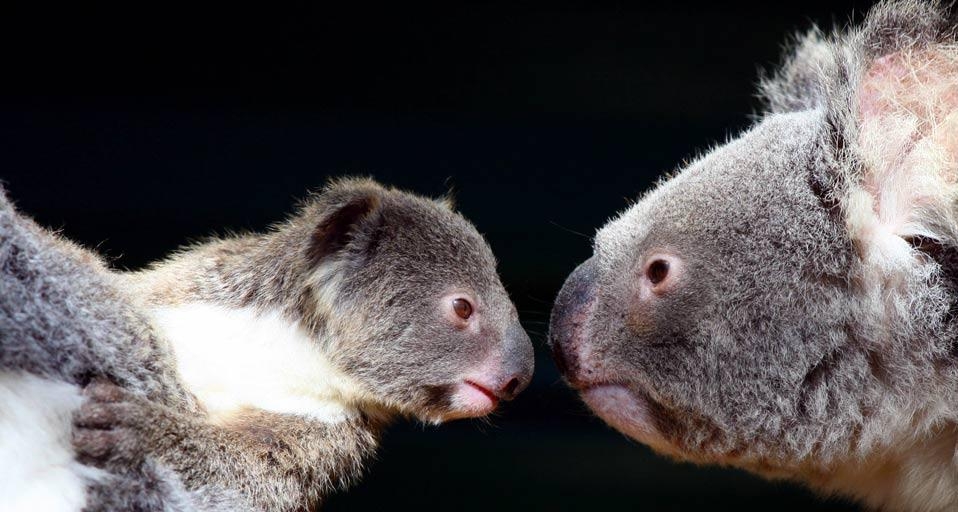 A family of koalas with a little joey (© Paco Alcantara/Getty Images) &copy; (Bing Canada)
