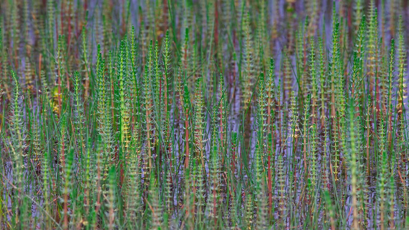 青藏高原中常见的杉叶藻，中国 (© Dong Lei/Minden Pictures)(Bing China)