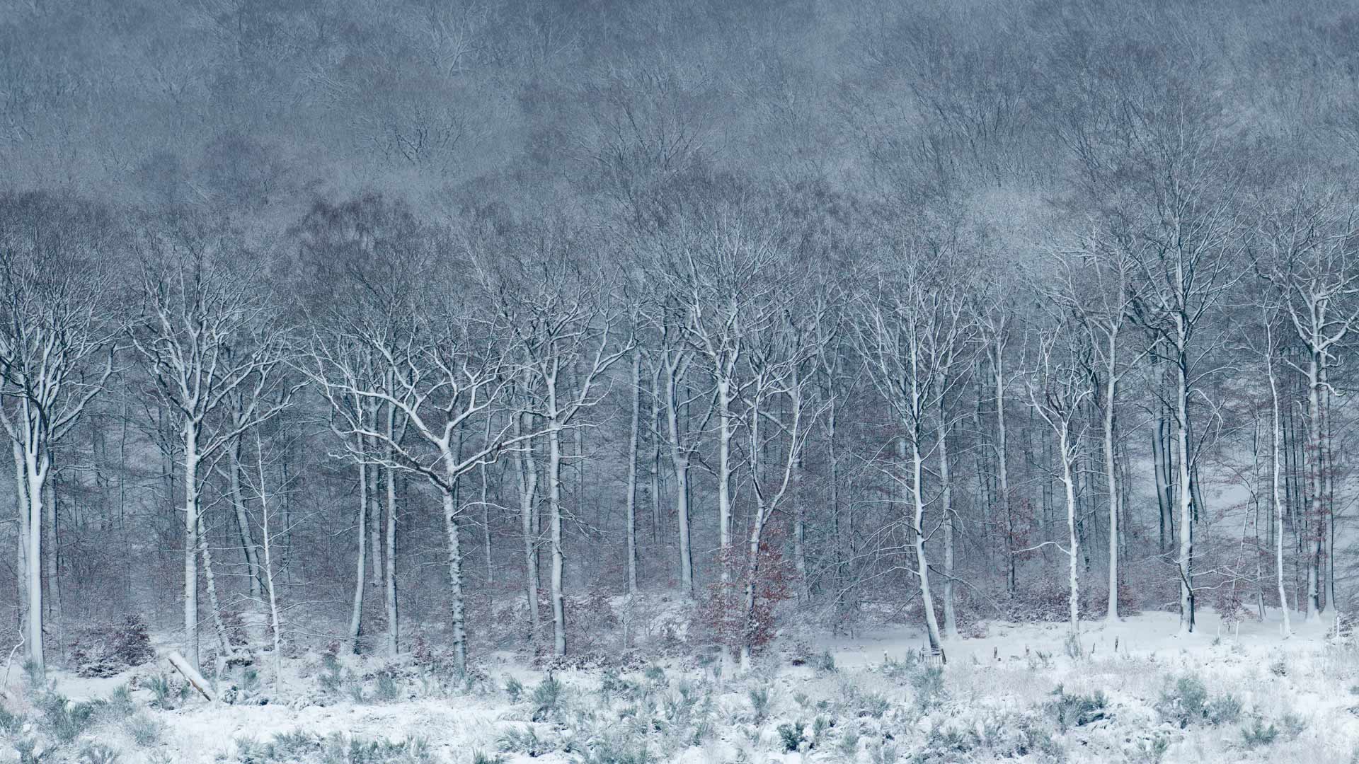 银装素裹的Luzulo-Fagetum山毛榉林，比利时阿登 (© Philippe Moes/Alamy)(Bing China)
