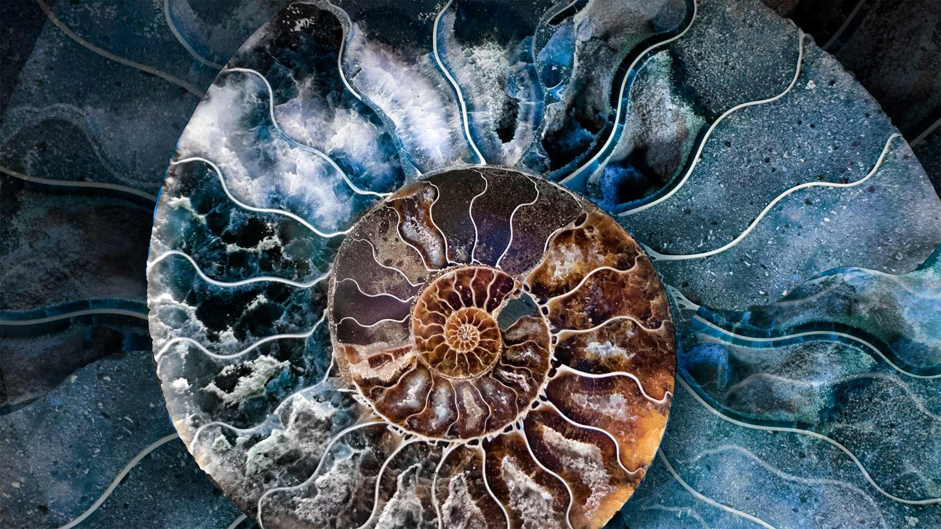 菊石亚纲壳体的横截面 (© Marianna Armata/Getty Images)(Bing China)