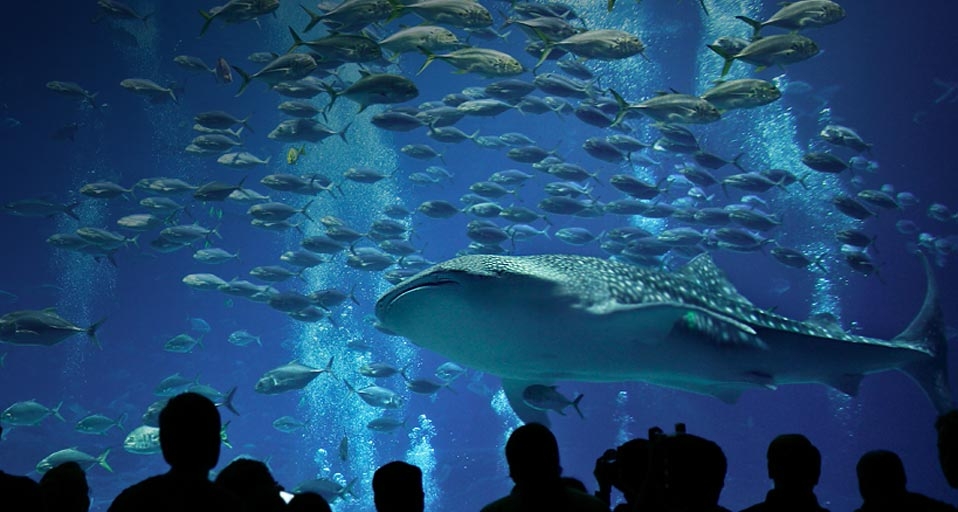 在海洋馆中欣赏豹纹鲨 -- Richard T. Nowitz/Corbis &copy; (Bing China)