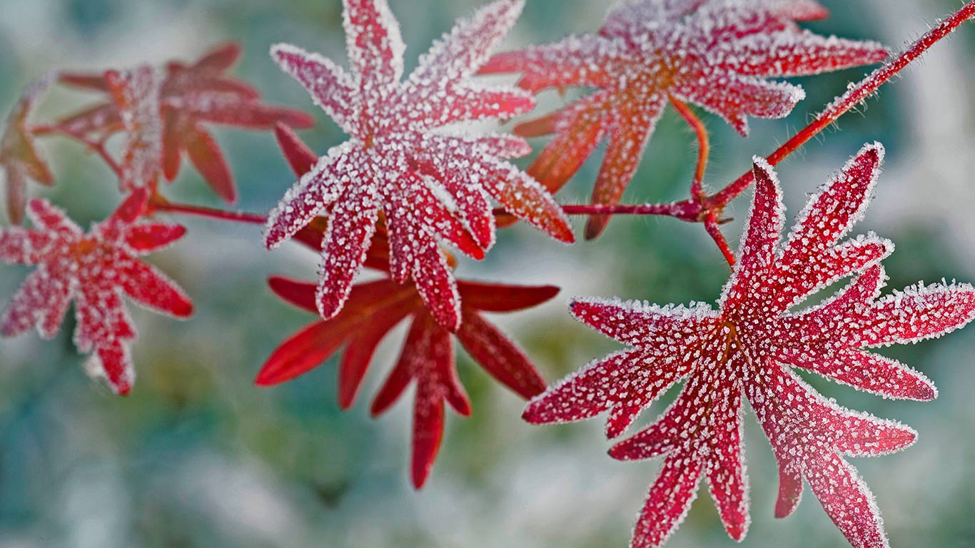 Von Raureif überzogene rote Blätter eines Storchschnabels (© Michael Peuckert/age fotostock)(Bing Deutschland)